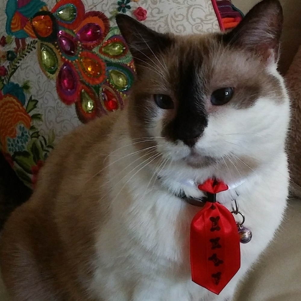 Meet your Posher, Arlita